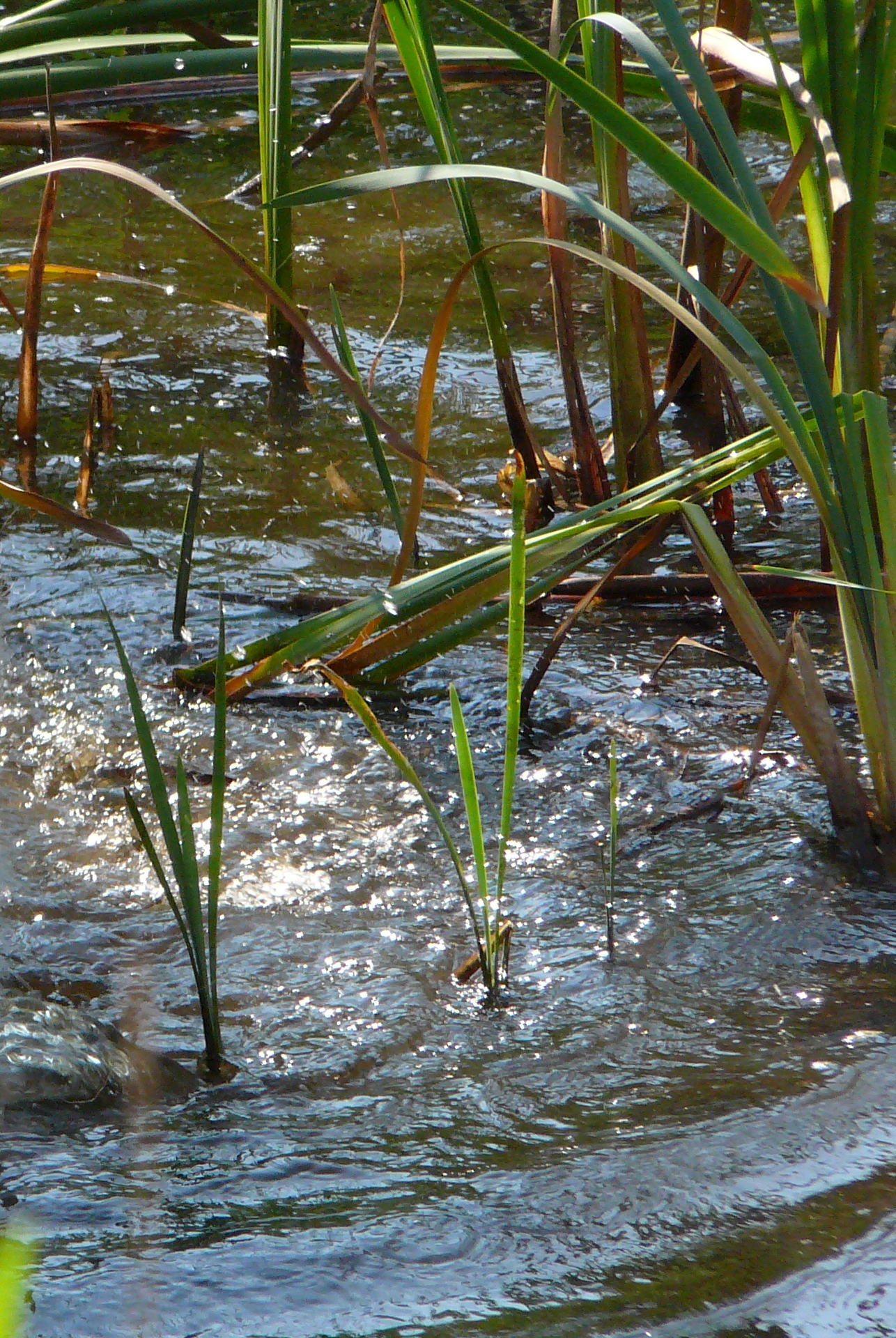 Wasser (c) Christoph Berthold