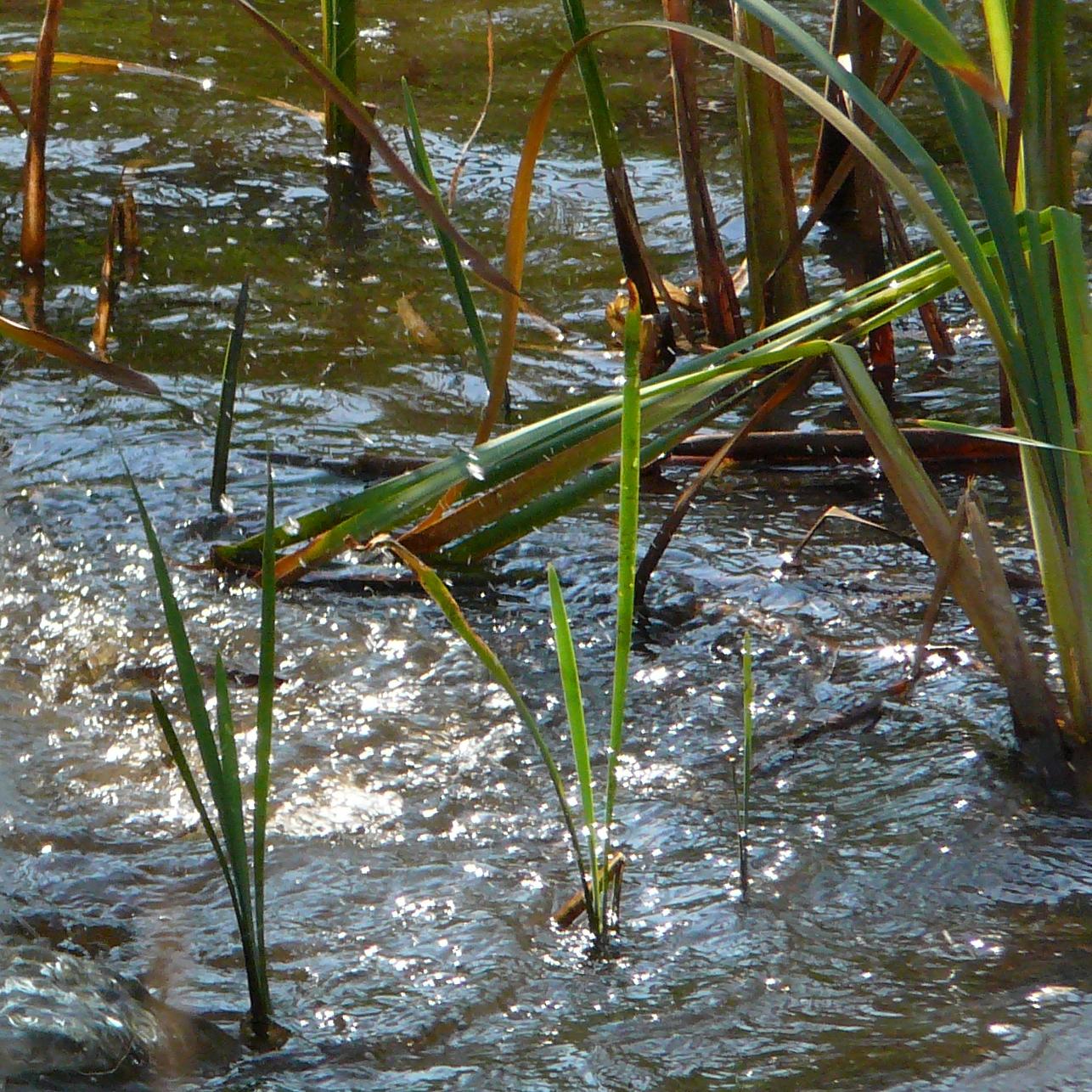 Wasser